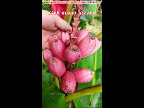 Video: Adakah musa velutina boleh dimakan?