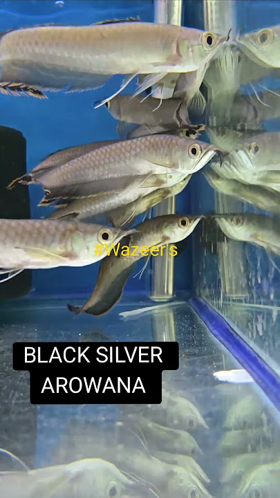 Arowana madness! Albino, Jardini, Silver & Black Silver now in stock! 🐉🔥 #Arowana #FYP #FishTok