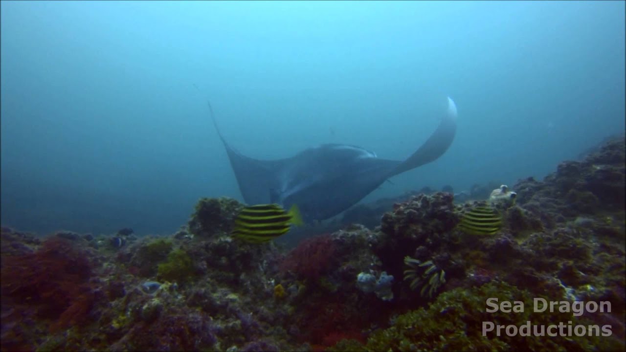 A Medley of Mantas, Julian Rocks, Sunday 13th April 2014 - YouTube