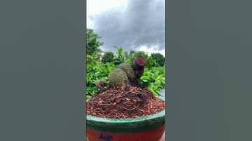 ☎️0907991207🌼gốc nhớt rút cốt #maivangbonsai #xuhuongyoutube