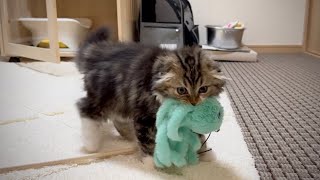 A fight between our cute kitten and an alien: cat vs octopus? Elle video No.42