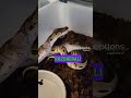 Komentované kŕmenie hadov #chov #zvieracidomov #teraristika #krajtakralovska #pythonregius