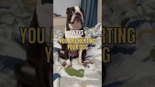 Ways You Are Hurting Your Dog 