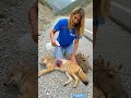 FAITH IN HUMANITY IS RESTORED The Kind Woman Rescued A Jackal By The Road 