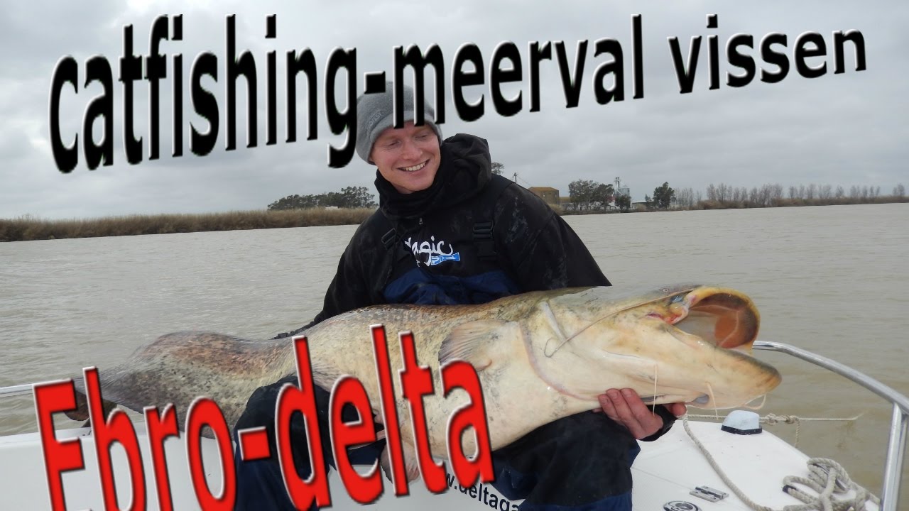 catfishing in the Ebro delta. meerval vissen in de Ebrodelta YouTube