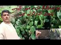 How to prepare seedlings tunnel farm using treys sagheer vlogs 7733