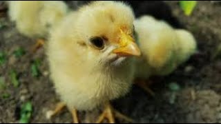 Baby Chickens Hatching LIVE Part 4,  The rest of them bust out!!!!