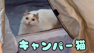 キャンパー猫のむーちゃんが楽しそうで可愛いです♪お部屋に張ったテントでキャンプを楽し見ました（笑）