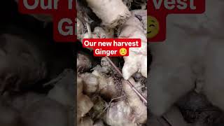 #NEWHARVESTGINGER my new  #000001 #nature #fishing