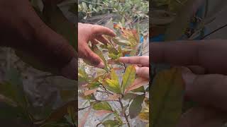miracle berry #agriculture #gardening #shortsfeed #youtube #youtubeshorts #asmr #viral #miracle