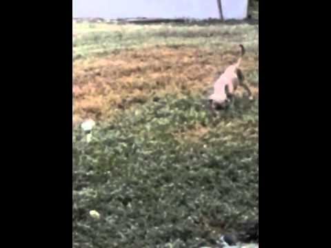 camera iphone 8 plus apk Funny puppy chases fishing bobber 2