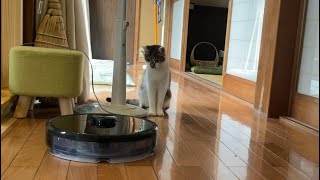ロボット掃除機と猫　初対面。