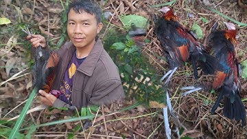 mus zov qaib qus pw chaw