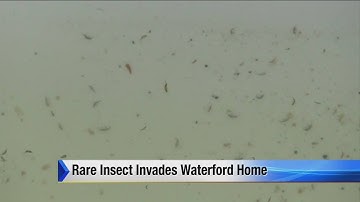 Rare insect invades Waterford home