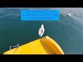 🦢Un cisne casi se sube a la barca!😱!Saludos desde el Lago Leman!🏞
