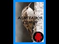 Reclamo de AGATEADOR COMÚN (Certhia brachydactyla) #40