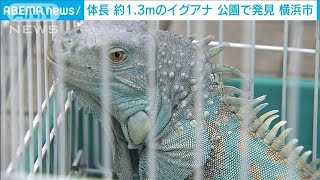 体長1.3mのイグアナ逃げた！？　横浜の公園で発見(2021年5月23日)