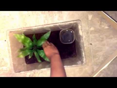 How To Make a Toad Tank Setup