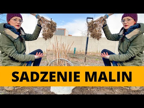 Wideo: Rozpoczęcie Sadzenia Malin