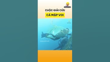 Cuộc giải cứu cá mập voi
