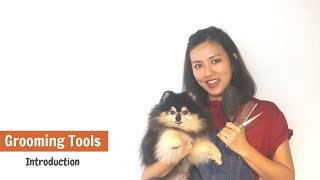 GROOMING TOOLS INTRODUCTION & REVIEW - Our Grooming Secret Weapon (ENGLISH SUBS) | ASIAN CUTE DOGS