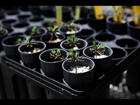 Propagation Class: Seeds, Cuttings and Divisions  -  Steven Valdez, Lead Nursery Technician at CalBG