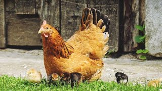 Amazing Born Chicks !!! Hen Harvesting Eggs To Chicks