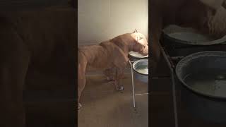 American Bully Versus American Pitbull