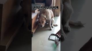 “Dog Runs to Dad After Mom Scolds Him for Chewing Handbag 😂🐶” #dogshorts #cutedog #cute #petshorts
