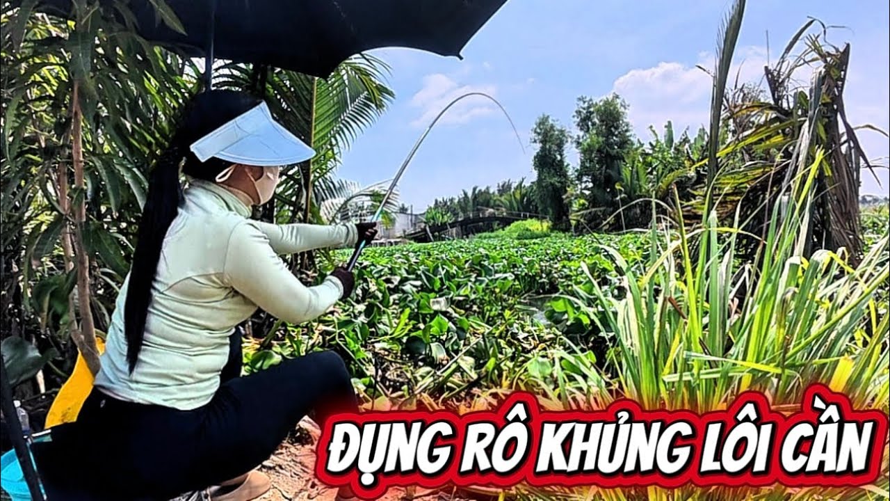 Quá nhiều rô khủng còn sót lại dưới đám lục bình lâu năm ẩm thực nấu chua món ăn người miền Tây