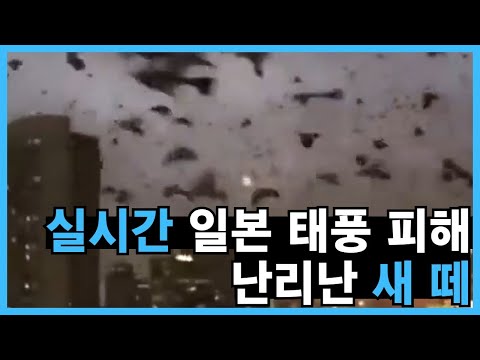 <strong>일본</strong> <strong>태풍</strong> 피해 <strong>상황</strong>