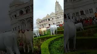 jhanki darshan Prem mandir ?❤️ Radhey Radhey