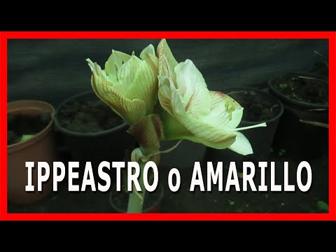 Video: Hippeastrum: Tutte Le Sfumature Della Cura Dei Fiori A Casa + Foto E Video