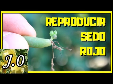 Video: Datos de las plantas Jelly Bean - Aprenda sobre el cultivo de Sedums Jelly Bean