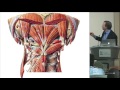 Essentials of Cervicothoracic Spine Anatomy