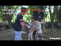 Scalded and suffering donkey rescued and healed.