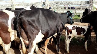 FEIRA DAS VACAS LEITEIRAS CAPOEIRAS PE 12 04 24