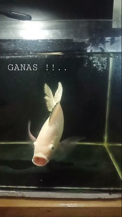 Galaknya bukan maen | mujair di aquarium #shorts