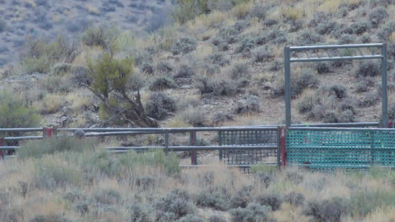 BLM horse gather concludes with 4 horses euthanized YouTube