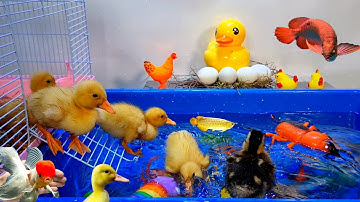 Tổng hợp video cá cảnh đẹp, động vật dễ thương, vịt, cá lia thia, cá betta, cá chạch lấu