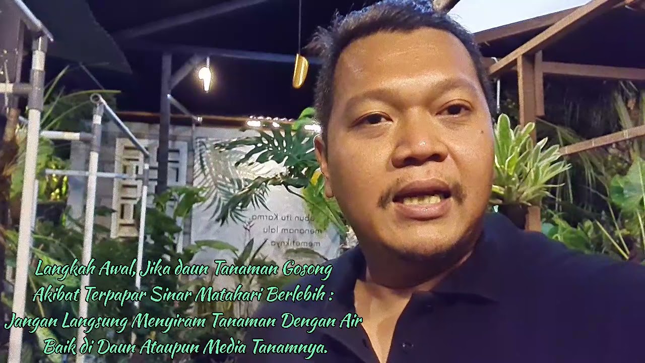 Tips Cara Merawat Tanaman yang daunnya gosong akibat terpapar sinar