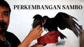 CARA MELATIH BURUNG GAGAK DI JADWAL MAKAN || SAMBO SI BURUNG GAGAK HITAM