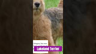 Lakeland Terrier The Perfect Family Dog  #trendingvideo #wildlife #animalshorts #animal #dogbreed