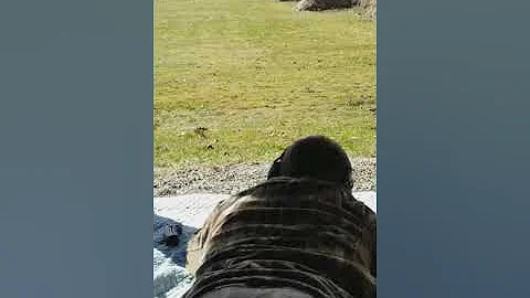 York Rimfire Precision 3-17-18