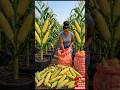 step by step guide on how to grow a large quantity of high yield corn 🌽 at home using bucket