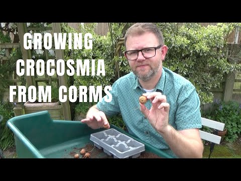 Vídeo: Dicas de plantio de Crocosmia - Quando e como plantar bulbos de Crocosmia