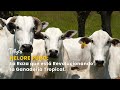 Nelore Puro: La Raza que está Revolucionando la Ganadería Tropical - TvAgro por Juan Gonzalo Angel