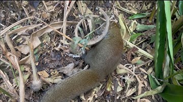 Phần. 3) đi thăm bẫy toàn dính chuốt sóc |Rừng núi Bắc Kạn