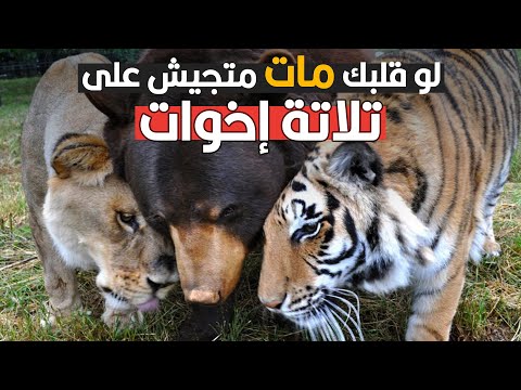 أغرب أصدقاء في عالم الحيوان 