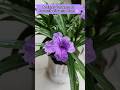 June Me Lagao Ye Purple Flower Plant 💜 | Mexican Petunia Care & Flowers 🌸 #viral #petunia #flowers